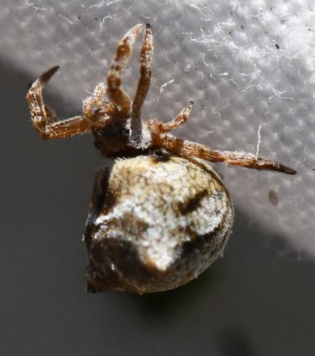Hyptiotes sp.